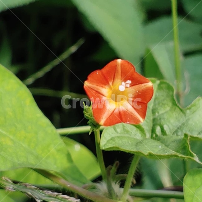 plant,식물,blossom,flower,꽃,식물,자연,plants,nature,꽃,flower