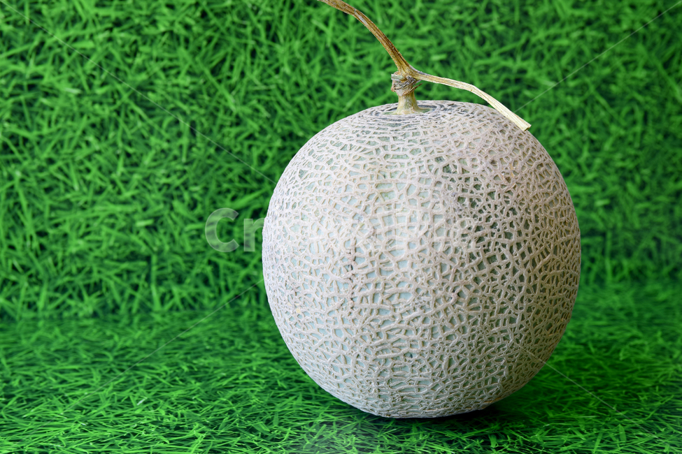 멜론,메론,과일,열대과일,식재료,박과,열매,melon,fruit,food,음식,식재료,요리,food,cook,meal,dishes,food reserves,과일,열매,fruit