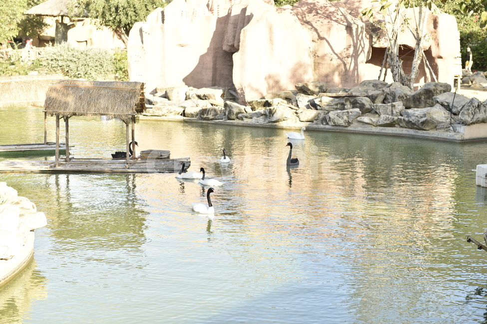 outdoors,옥외,오리,water,물,bird,새,animal,동물,동물,animal,조류,새,birds