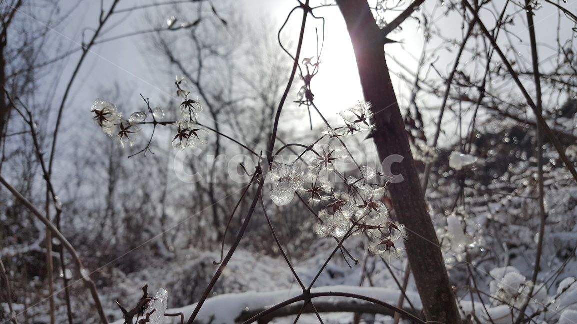 눈,눈내린산,겨울풍경,겨울,얼음,snow,winter,얼음꽃