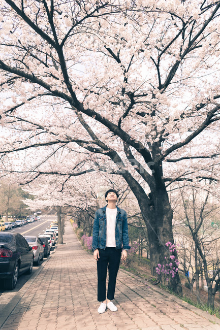 남자,인물,벚꽃,봄,man,봄,계절,spring,season,사람,인물,인간,human,person,남성,남자,man,male,plant,식물,vehicle,차량,transportation,교통,car,차,automobile,자동차,sleeve,소매,long sleeve,긴팔,flower,꽃,blossom