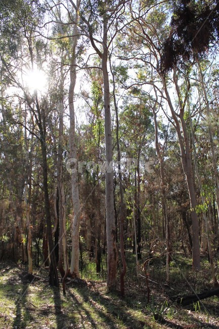 숲,나무,자작나무숲,숲속,자작나무,forest,tree,숲길,햇살