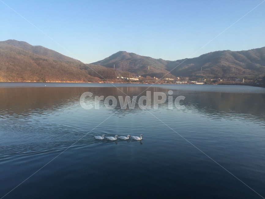 water,물,nature,자연,호수,오리,산,강