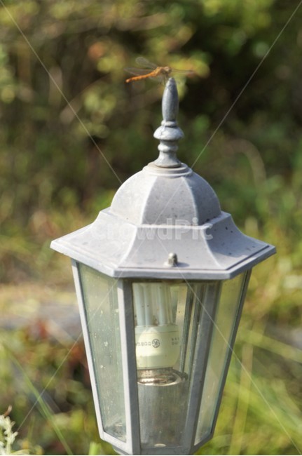 고추잠자리,가을,조형물,등불,휴식,동물,animal,곤충,벌레,insect,bug
