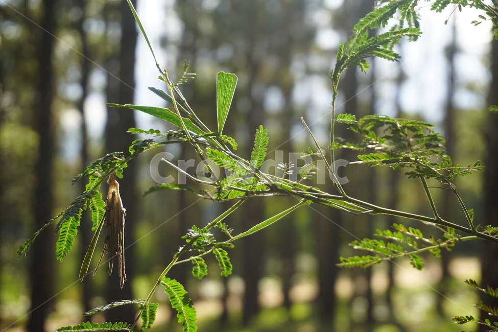 식물,자연,잎,leaf,plant,식물,자연,plants,nature