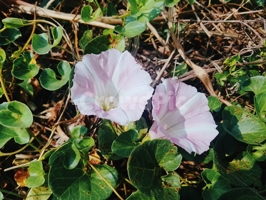 식물,꽃,나팔,나팔꽃,보라색,식물,자연,plants,nature,꽃,flower
