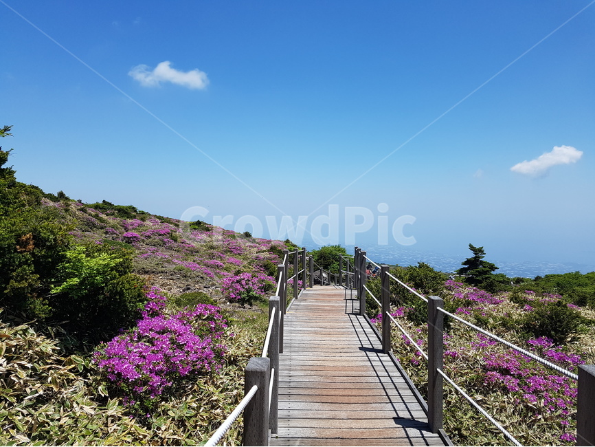 영실,한라산,제주도,철쭉,영실철쭉,자연,풍경,nature,landscape,한국자연풍경,한국자연경관,korea nature landscape,제주도,jeju,jeju island,식물,plants,꽃,flower,boardwalk,산책로,bridge,다리,building,건물