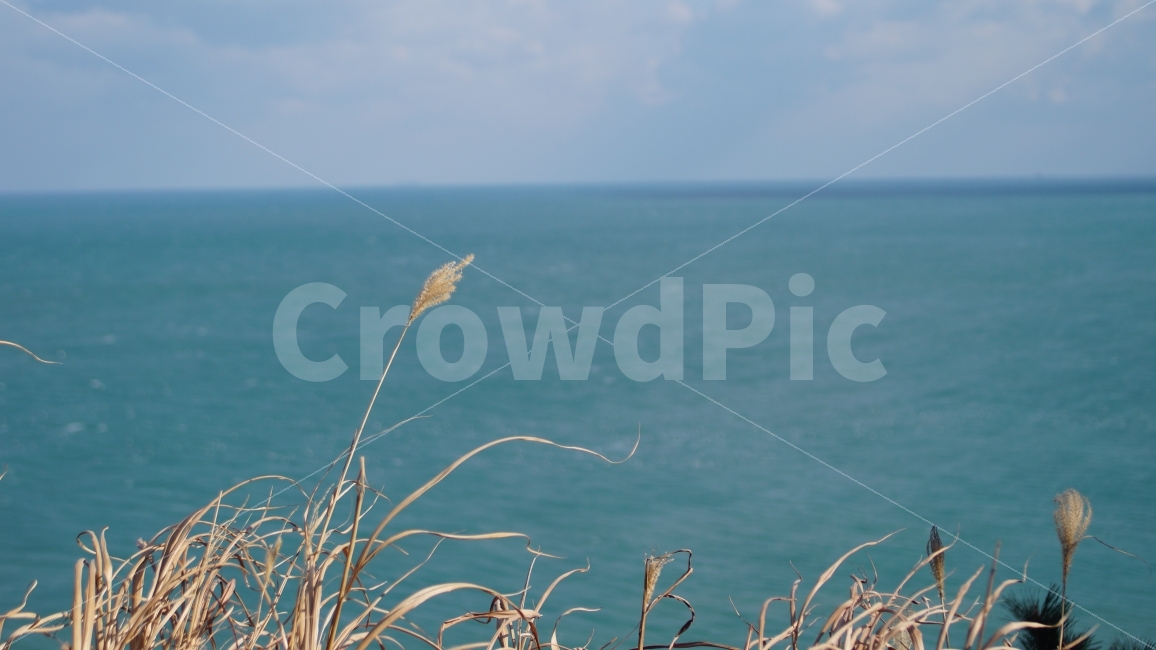 풍경,풍경사진,바다,갈대,바람,landscape,sea,wind,reed,가을,계절,fall,autumn,season,자연,풍경,nature,landscape,식물,plants,plant,grass,잔디,lawn