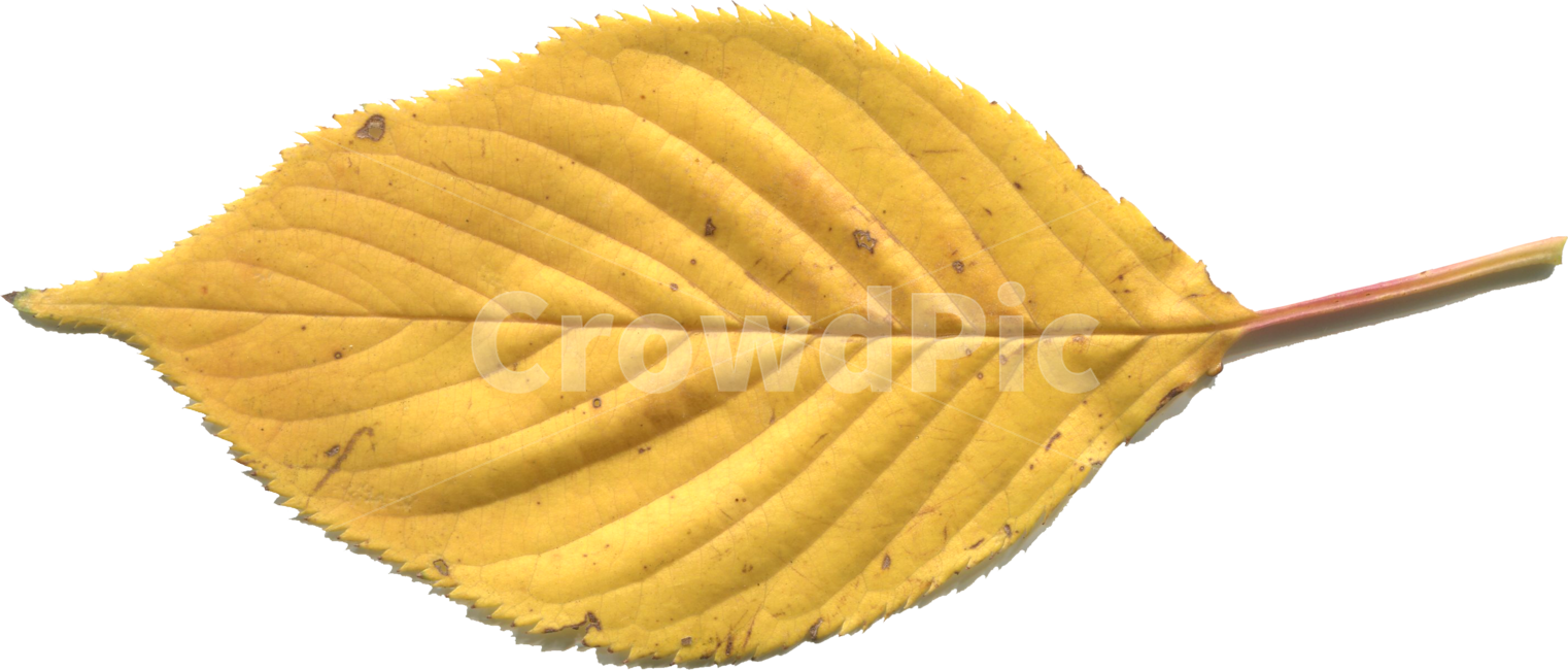 leaf,잎,plant,식물,노란낙엽,노랑잎,낙엽누끼,벗나무잎,가을,식물,자연,plants,nature