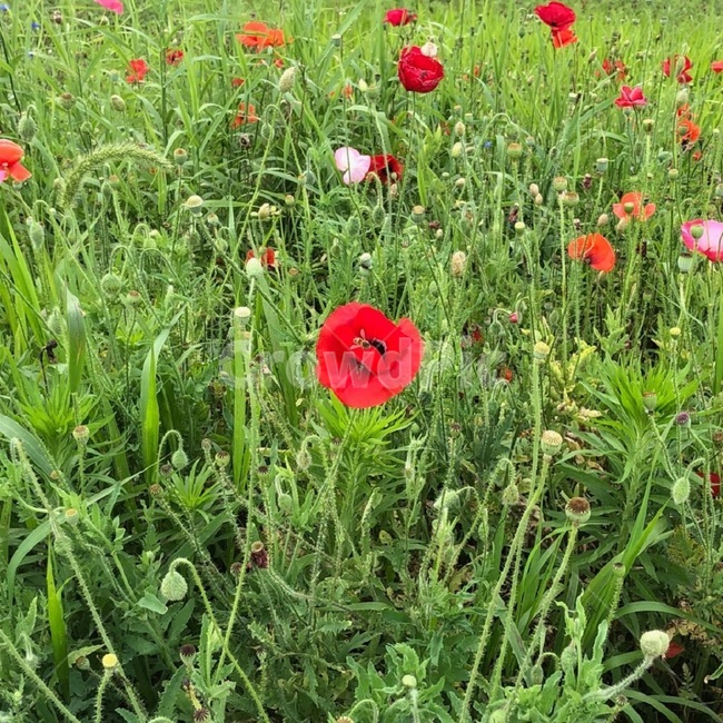 꽃,벌,꿀벌,양귀비,양귀비꽃,초록,빨강,bee,flower,생화,생동감,활기,red,green,한국,자연,plants,nature,감성,feeling,빨간색,초록색,식물