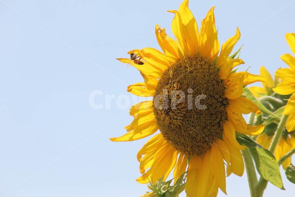 해바라기,sunflower,꽃,노란색꽃,flower,꽃밭,벌,꿀벌,꽃벌,벌꽃