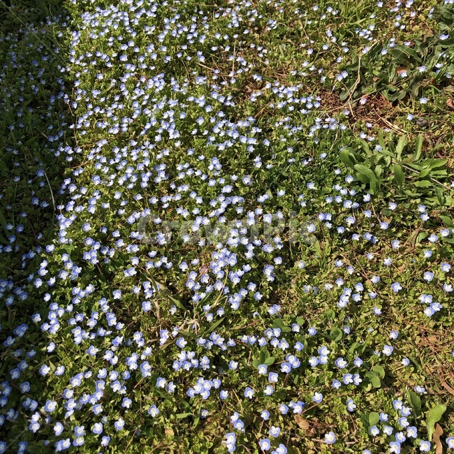 꽃,파란꽃,flower,풀밭,작은꽃,식물,자연,plants,nature,꽃,flower