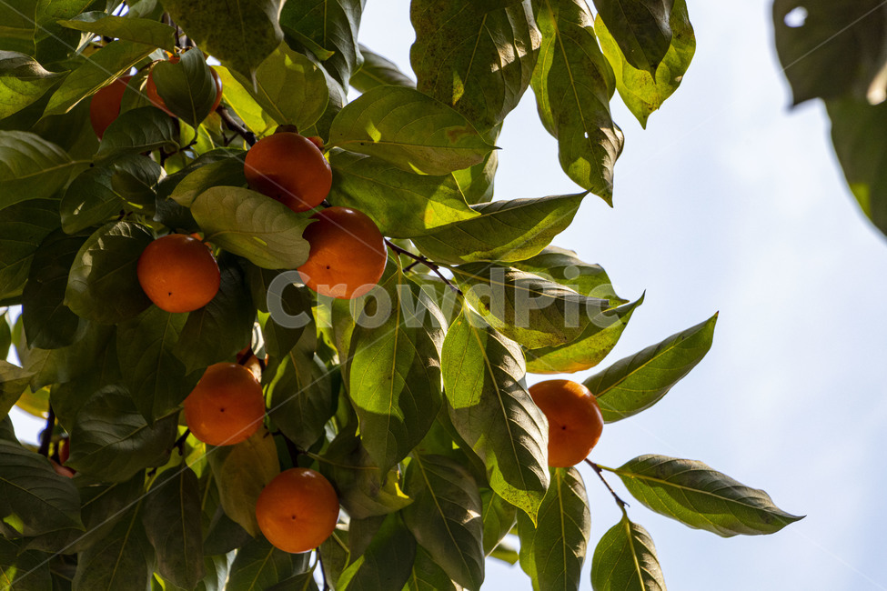 감,단감,감나무,과일,열매,persimmon,persimmontree,가을,계절,fall,autumn,season,과일,열매,fruit,plant,식물,citrus fruit,감귤류 과일,food,음식,orange,주황색,apricot,살구