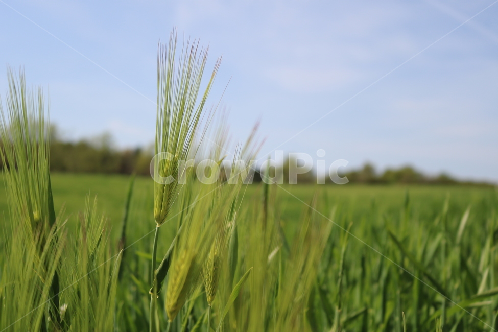 자연,청보리,보리밭,초록색,green,색깔,색상,하늘,밭,색감,배경화면,배경