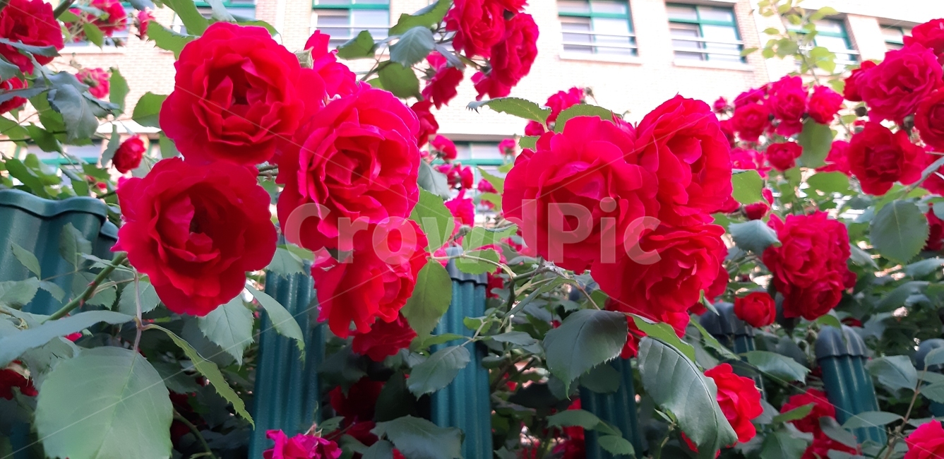 꽃,장미,식물,rose,flower