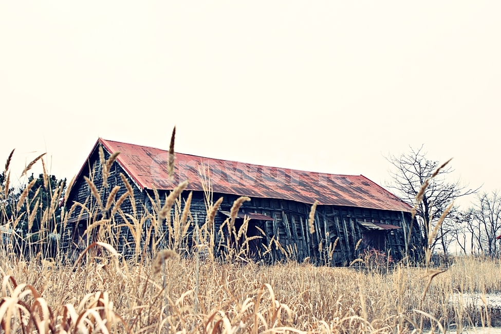 소금창고,창고,갈대,풍경,자연,가을,계절,fall,autumn,season,건축물,건물외관,exterior,building,structure,architecture,construction,nature,outdoors,옥외,건물,housing,주택