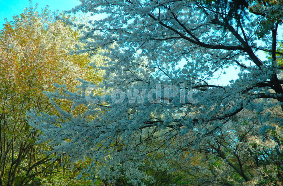 벚꽃,cherryblossom,몽환,자연,힐링,자연,풍경,nature,landscape,plant,식물,tree,나무