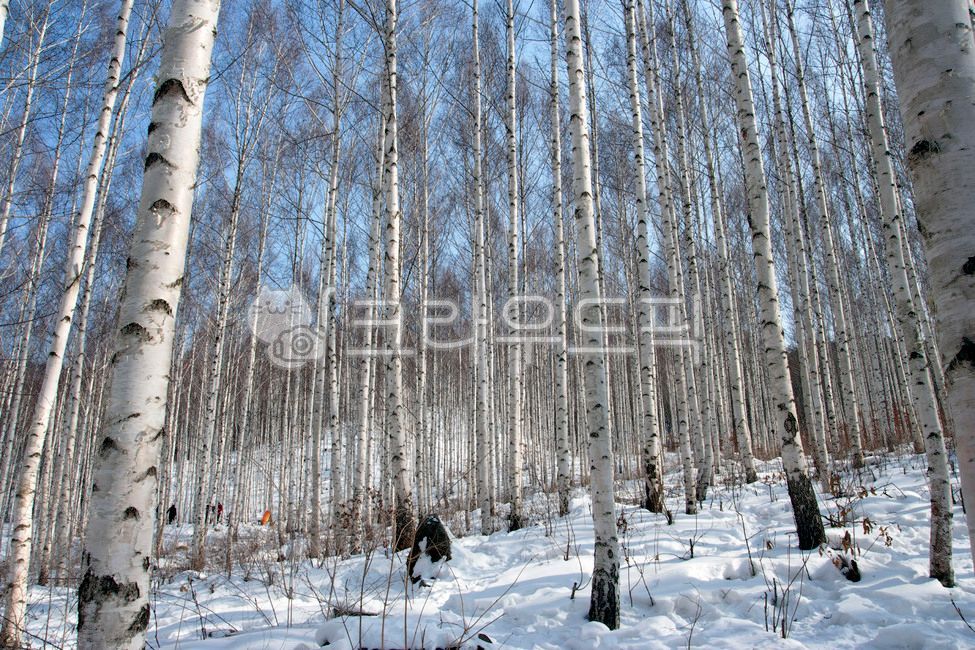 인제,자작나무,인제자작나무숲,자작나무숲,강원도,겨울,tree,나무,plant,식물,birch,자작나무,겨울,계절,winter,season