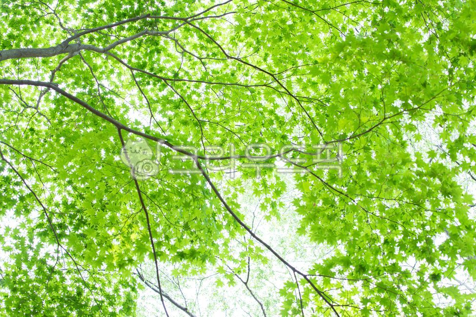 초록잎,나뭇잎,녹색,초록나뭇잎,단풍잎,어린잎,청량한,leaf,tree,green