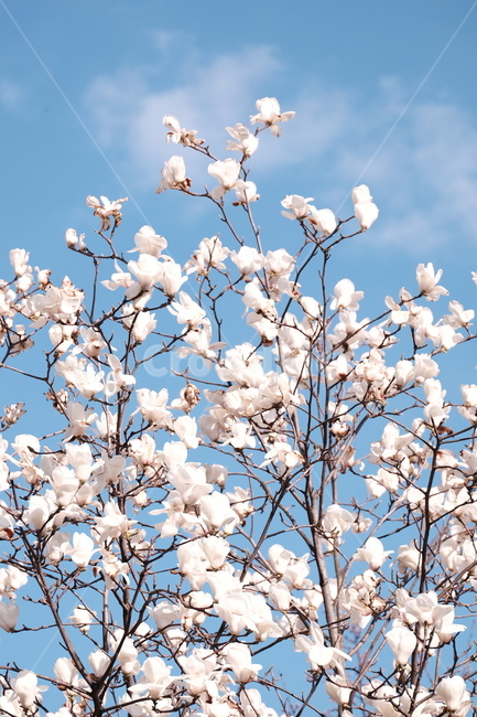 magnolia,목련,백목련,봄꽃,spring,flower,flowers,봄,하늘,봄,계절,spring,season,식물,자연,plants,nature,꽃,flower,plant