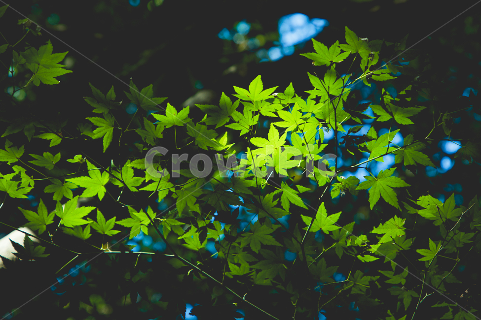 잎,단풍잎,여름,빛,식물,leaf,mapleleaf,숲,푸른단풍잎,보케,식물,자연,plants,nature