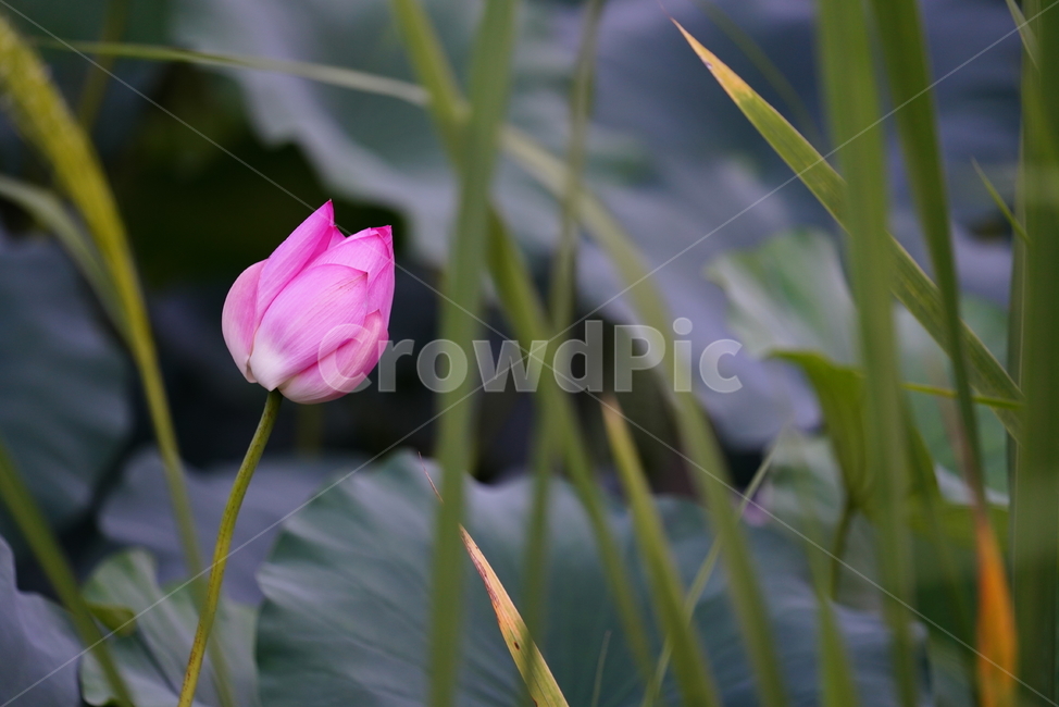핑크,분홍,plant,식물,flower,꽃,blossom,생물,생명,식물,자연,plants,nature,꽃,flower
