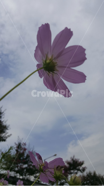plant,식물,코스모스,가을,cosmos,flower,꽃,핑크색꽃