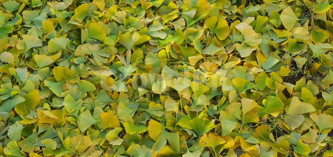 은행,단풍,은행열매,나무,가을,plant,식물,leaf,잎,가을,계절,fall,autumn,season,식물,자연,plants,nature