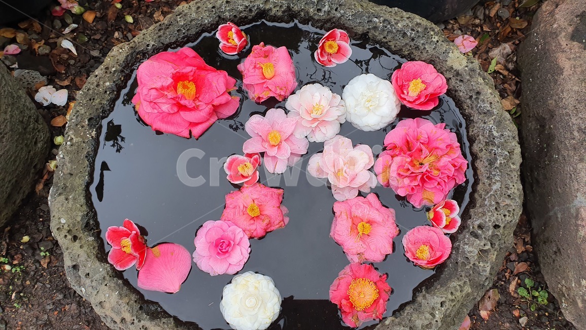 plant,식물,flower,blossom,꽃,동백꽃