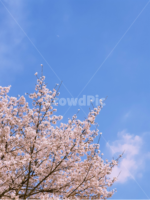 spring,봄,cherryblossom,벚꽃,plant,식물,flower,꽃,blossom,하늘,sky,pinkflowers,식물,자연,plants,nature,꽃,flower