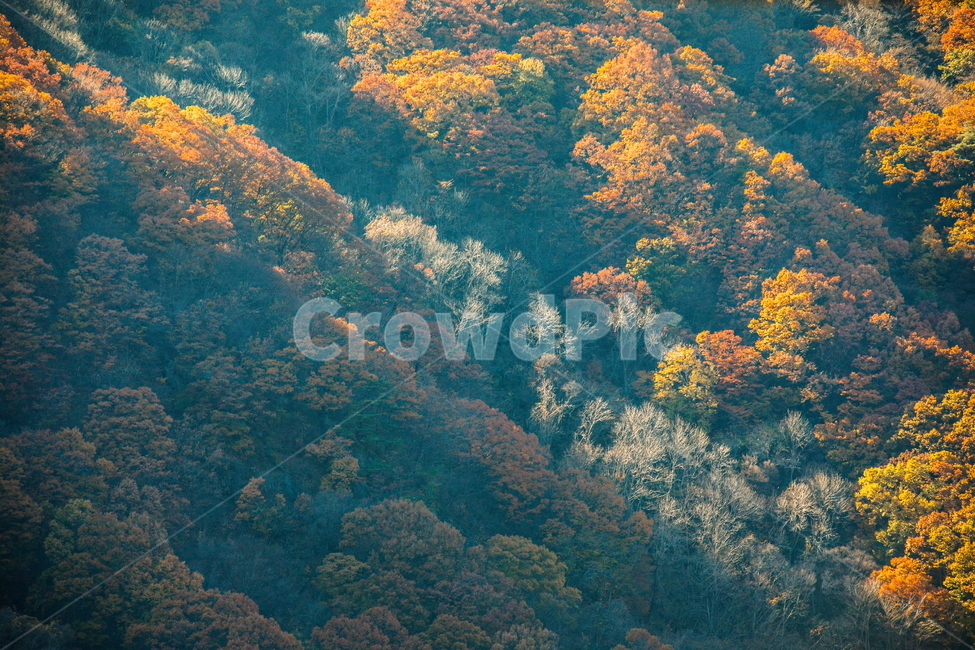 단풍,가을,autumn,fall,계절,가을,계절,fall,autumn,season,자연,풍경,nature,landscape,bush,부시,vegetation,초목,plant,식물,tree,나무
