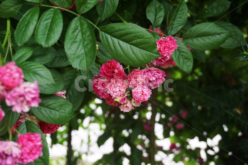 장미과,여름,꽃,자연,핑크,flower,bloom,nature,pink,rose,그린,green,summer
