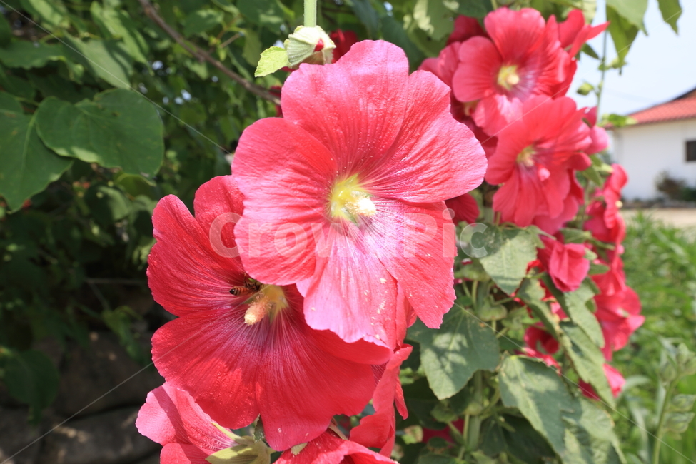 꽃,프라워,야생화,이쁜꽃,꽃밭,야생,식물,자연,plants,nature