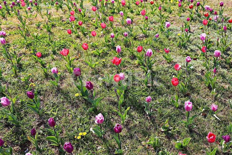 튤립,꽃,꽃잎,봄꽃,봄,공원,식물,자연
