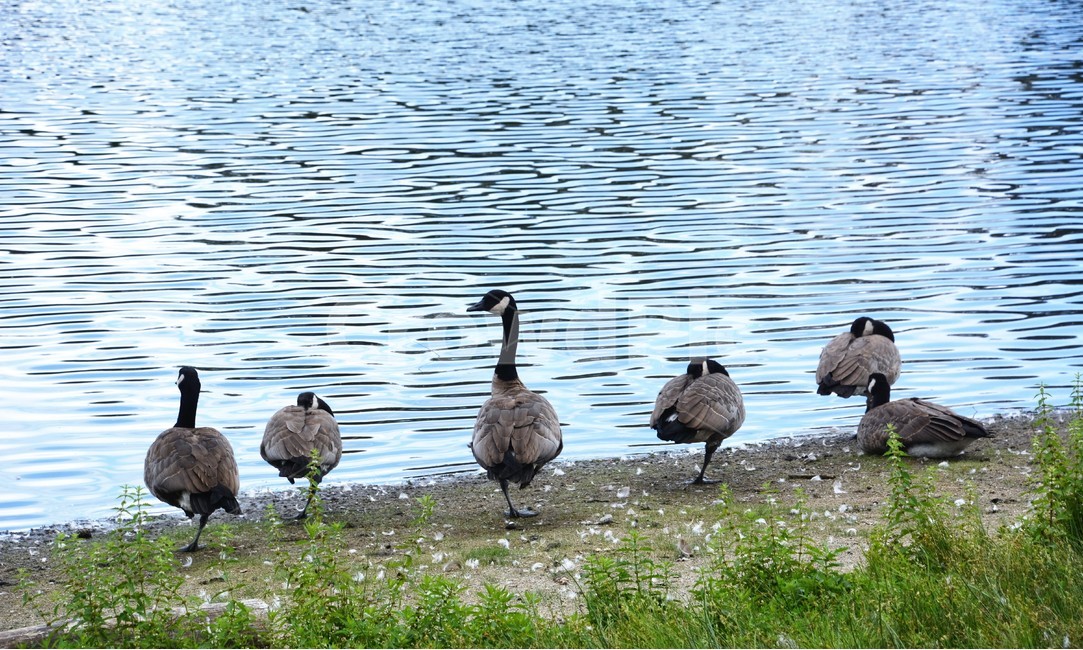 오리,동물,호수,연못,정경,동물,animal,조류,새,birds