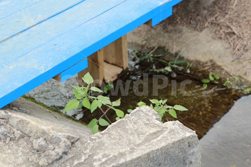 거제도,둔덕,시냇물,바위,자연,식물,식물,자연,plants,nature
