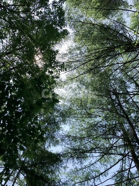 산,등산,산속,나무,나뭇잎,초록,풍경,자연,풍경,nature,landscape,tree,plant,식물