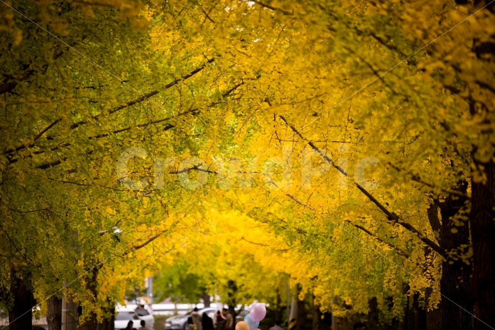 은행나무,은행나무길,노랑노랑,가을,감성,가을,계절,fall,autumn,season,자연,풍경,nature,landscape,한국자연풍경,한국자연경관,korea nature landscape,plant,식물,tree,나무