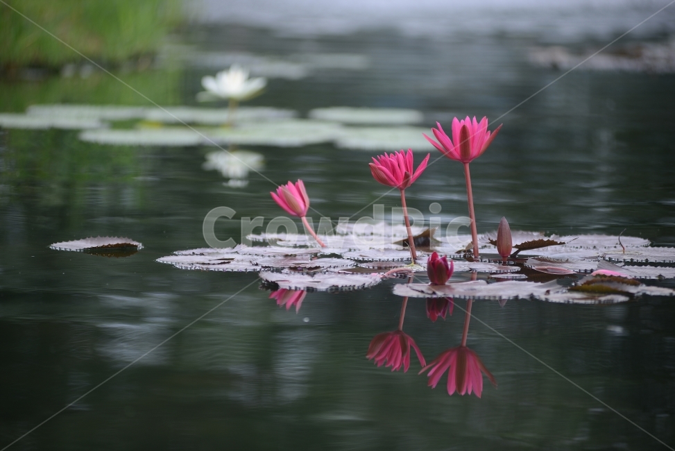 수련,연꽃,반영,물,자연,꽃,연잎,분홍,초록,식물,자연,plants,nature,꽃,flower