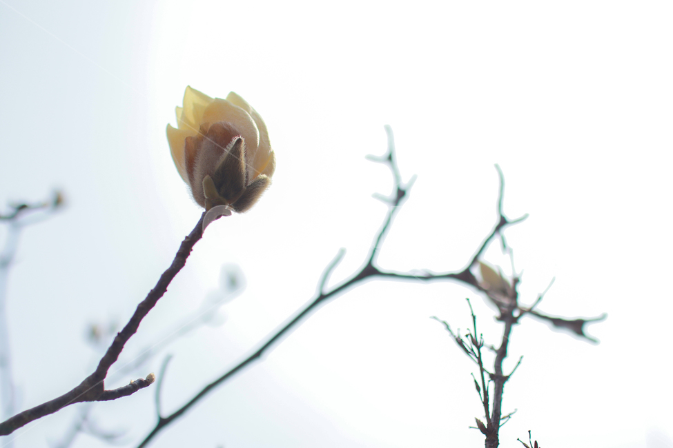 봄,꾳,목련,봄꽃,목련나무,봄,계절,spring,season,식물,자연,plants,nature,꽃,flower,sprout,새싹,blossom,bud,싹,plant