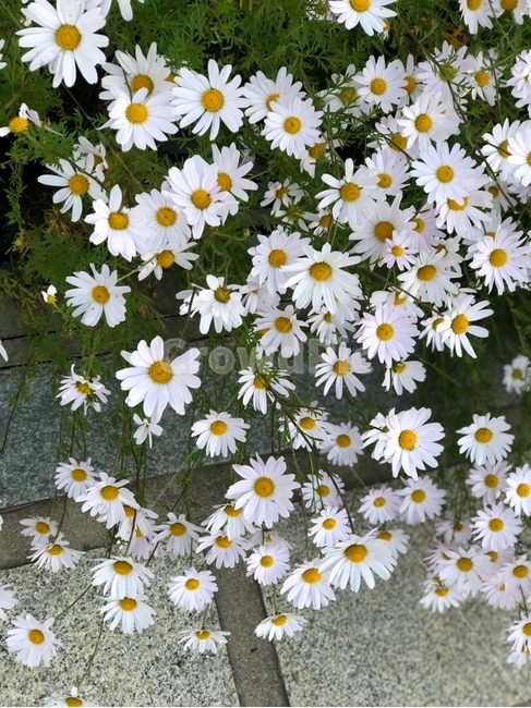 꽃,풍성,계란꽃,예쁨,꽃잎