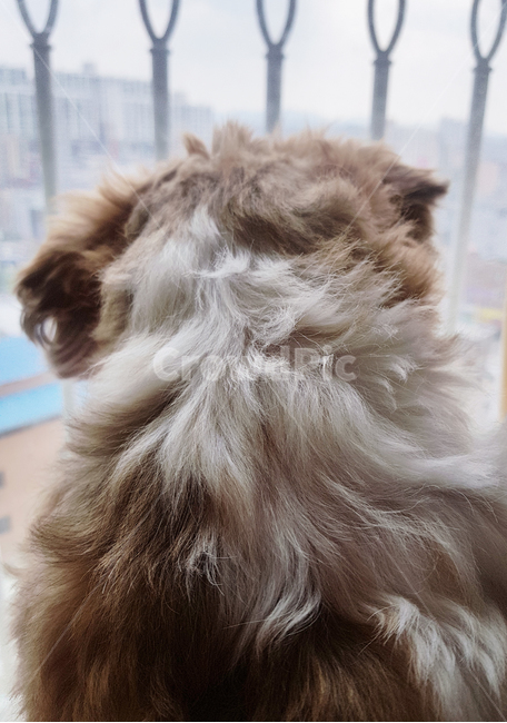 강아지,뒷모습,시츄,반려견,바깥구경,동물,animal,포유류,mammal,개,강아지,dog,doggy