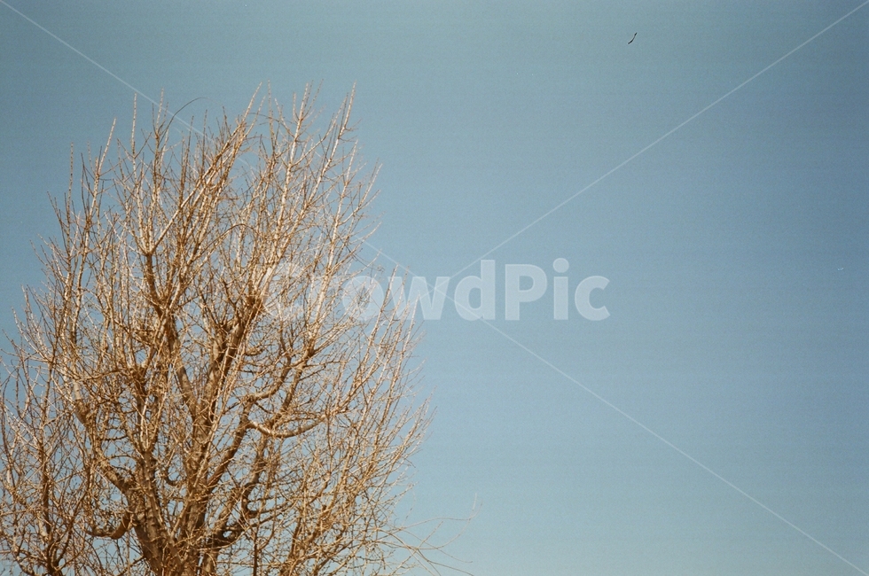 나무,겨울나무,식물,tree,plant,식물,자연,plants,nature,나무,trees,wood