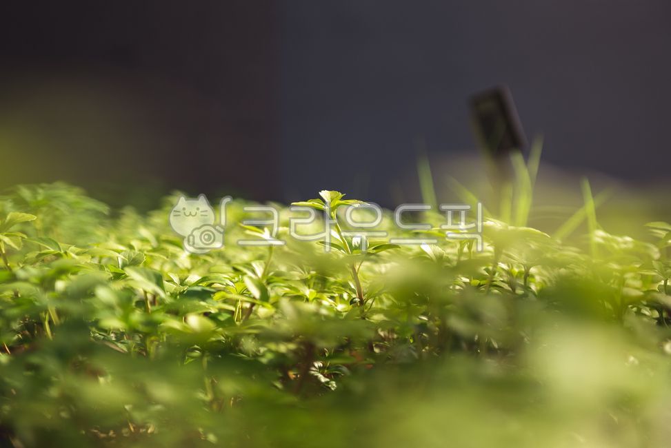 sprout,nature,freshness,green,ecosystem