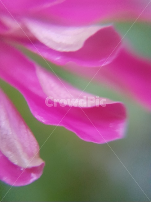 백일홍,초롱꽃목,국화과,한해살이풀,꽃,flower,식물도감,plant,beautiful,zinniaelegans,개량,식물,순수,pure,감성,꽃줄기,총포조각,7월,순결,핑크,퍼플,속씨식물,쌍떡잎,들꽃,illustrated plant book,꽃잎,내화피,암술,꽃밥,화관,갈래꽃,통꽃,수분,花冠,petal,內花被,외화피,꽃가루,충매화,돌려나기,방사대칭,양성화,화엽,꽃대,식물,자연,plants,nature,꽃,flower