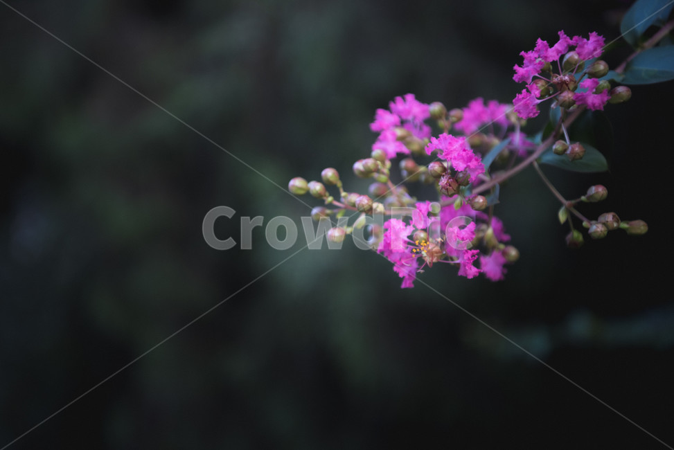 배롱나무,식물,plant,flower,crapemyrtie,식물,자연,plants,nature