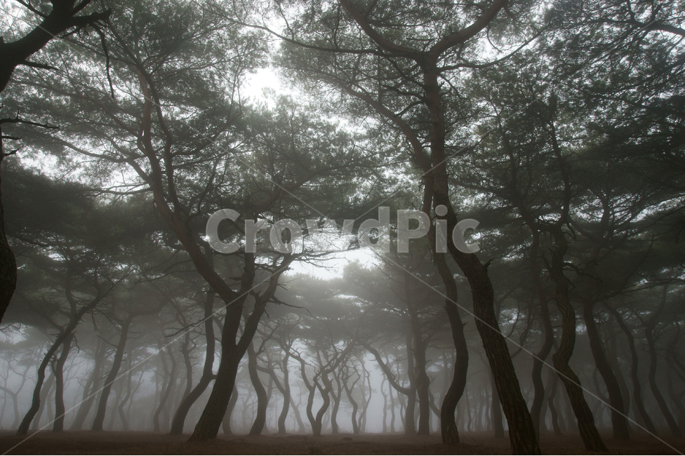 소나무,안개,경주,풍경,자연,nature,fog,mist,흑백,나무,소나무숲,아침,새벽,어둡다,몽환,tree,pine,landscape,풍경배경,배경,흑백배경