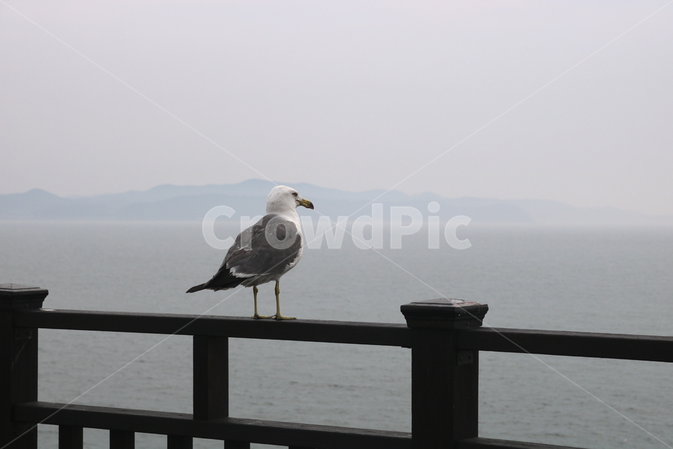 갈매기,새,조류,바다,동물,하늘,자연,동물,animal,조류,새,birds