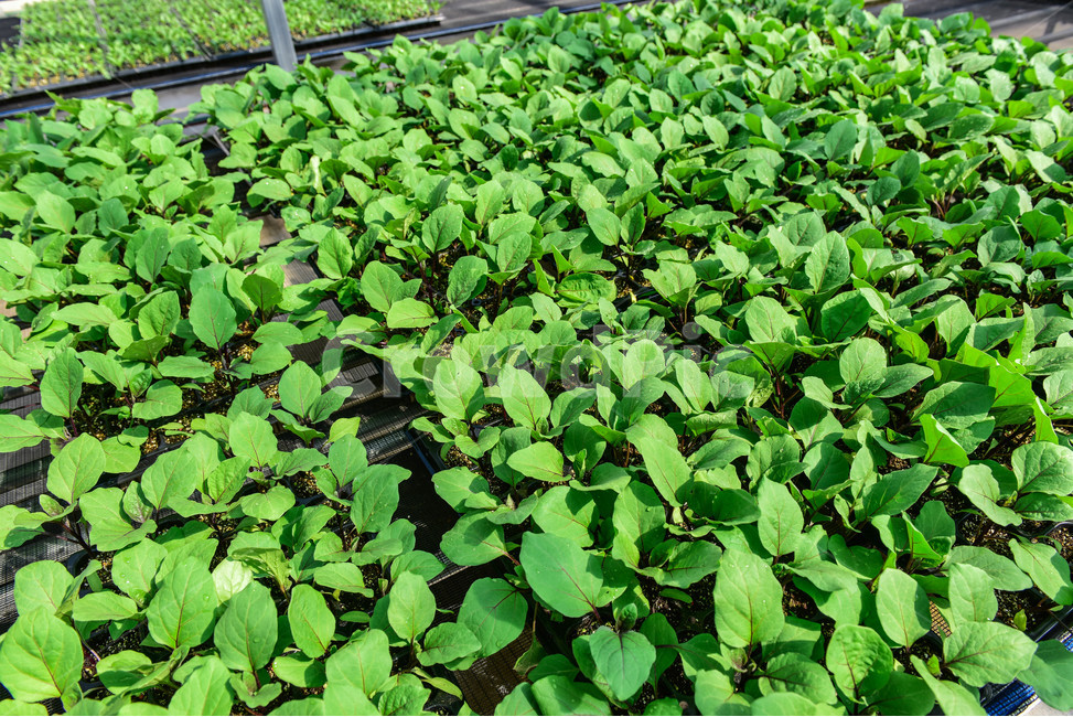 온실,greenhouse,모종,묘종,육묘장,성장,대목,growing,새싹,고추대목,seed,seeds,건강,green,초록,식물,자연,plants,nature,봄,농사,파종,씨앗,종자,식물,자연,plants,nature,농업,농사,agriculture,farming,farming industry