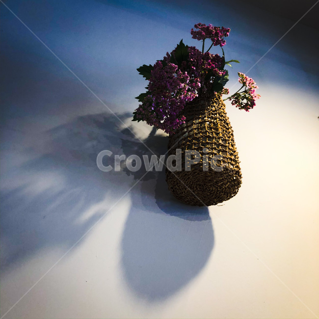 plant,식물,flower,꽃,꽃다발